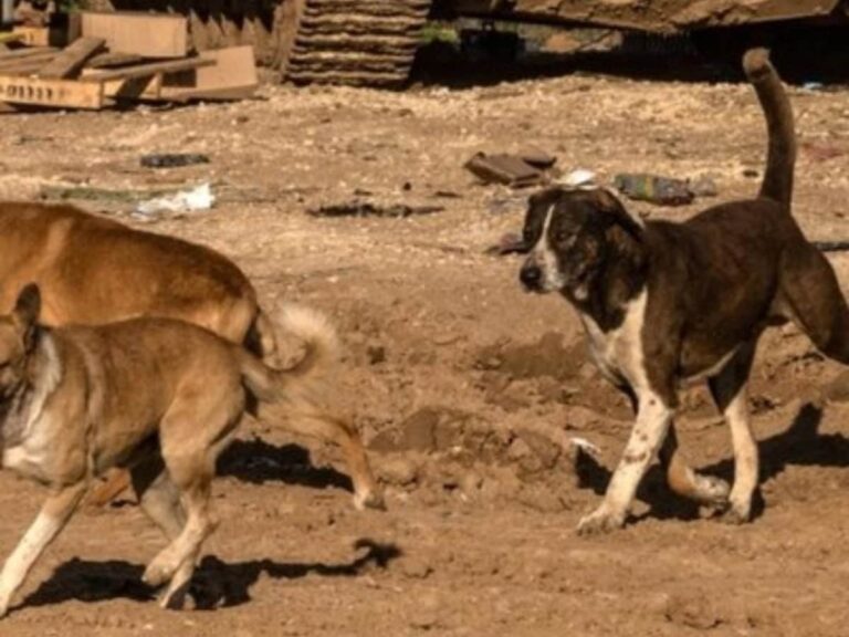 Heartbreaking scene in Gaza, dogs eating dead bodies on the road; 42 thousand deaths so far